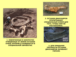 Динозавры Амурской области, слайд 13