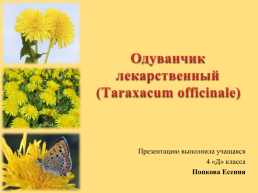 Одуванчик лекарственный (taraxacum officinale), слайд 1