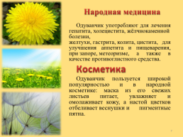 Одуванчик лекарственный (taraxacum officinale), слайд 7