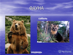Прибайкальский национальный парк, слайд 11