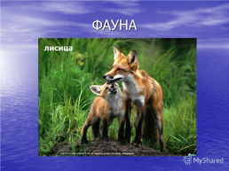 Прибайкальский национальный парк, слайд 8