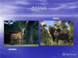 Прибайкальский национальный парк, слайд 9