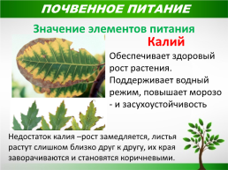 Жизнь растений, слайд 14