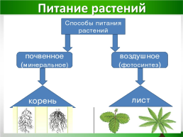 Жизнь растений, слайд 3