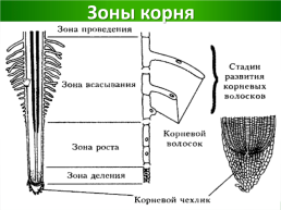 Жизнь растений, слайд 5