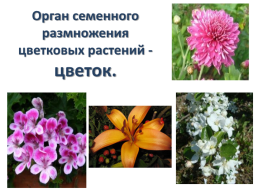 Орган семенного размножения цветковых растений - цветок