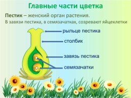 Орган семенного размножения цветковых растений - цветок, слайд 10