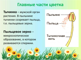 Орган семенного размножения цветковых растений - цветок, слайд 11