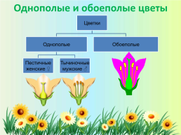 Орган семенного размножения цветковых растений - цветок, слайд 12