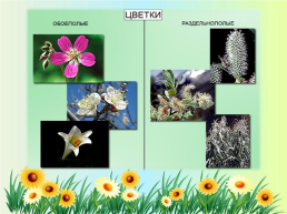 Орган семенного размножения цветковых растений - цветок, слайд 13