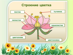 Орган семенного размножения цветковых растений - цветок, слайд 3