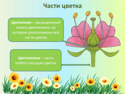 Орган семенного размножения цветковых растений - цветок, слайд 4