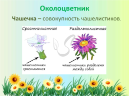 Орган семенного размножения цветковых растений - цветок, слайд 5