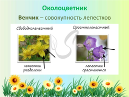 Орган семенного размножения цветковых растений - цветок, слайд 6