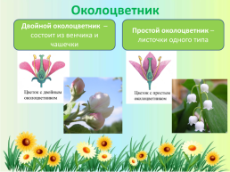 Орган семенного размножения цветковых растений - цветок, слайд 7