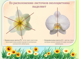 Орган семенного размножения цветковых растений - цветок, слайд 8