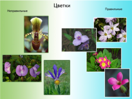 Орган семенного размножения цветковых растений - цветок, слайд 9