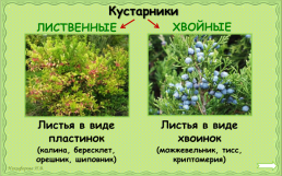 Какие бывают растения?, слайд 8