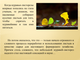 Муравьи- листорезы, слайд 3