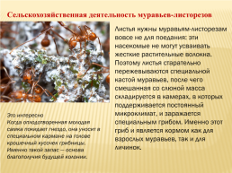 Муравьи- листорезы, слайд 6