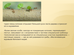 Муравьи- листорезы, слайд 7