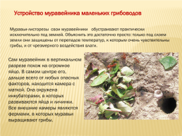Муравьи- листорезы, слайд 9