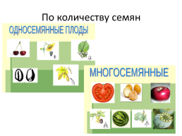 Плоды, слайд 11