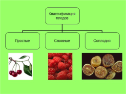Плоды, слайд 4