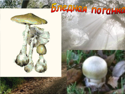 В царстве грибов, слайд 11