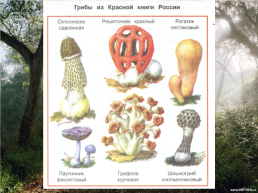 В царстве грибов, слайд 16