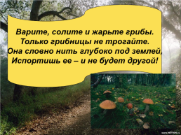 В царстве грибов, слайд 8