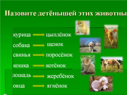 Домашние животные, слайд 12