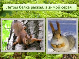 Животные леса, слайд 16