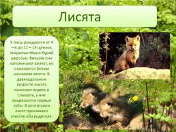 Животные леса, слайд 21