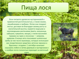 Животные леса, слайд 24
