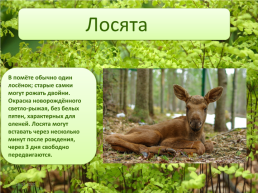 Животные леса, слайд 25