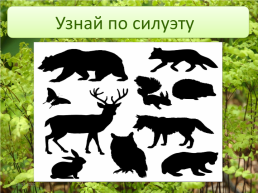 Животные леса, слайд 28