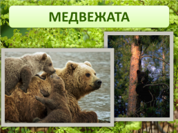 Животные леса, слайд 7