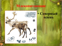 Красная книга Свердловской области, слайд 8