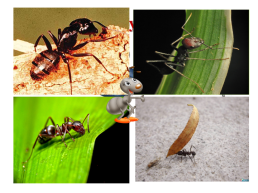 Урок литературного чтения во 2 классе стрекоза и муравей, слайд 6