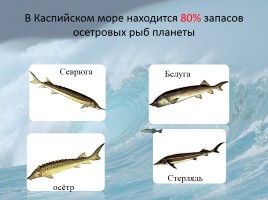 Моря омывающие берега России, слайд 15