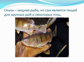 Удивительные рыбы, слайд 15