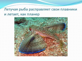 Удивительные рыбы, слайд 19