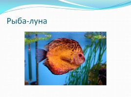 Удивительные рыбы, слайд 8