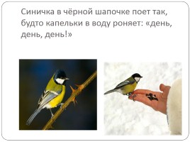Удивительные птицы, слайд 5