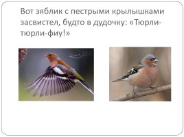 Удивительные птицы, слайд 6