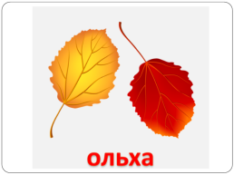 Логопедическое занятие по лексической теме «Осень», слайд 18