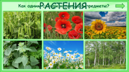 Презентация к уроку окружающего мира, 1 класс умк «Школа России». «Что общего у разных растений?», слайд 2