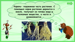 Презентация к уроку окружающего мира, 1 класс умк «Школа России». «Что общего у разных растений?», слайд 5