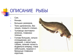 Презентация по окружающему миру в 1 «б» классе на тему: «Кто такие рыбы», слайд 18